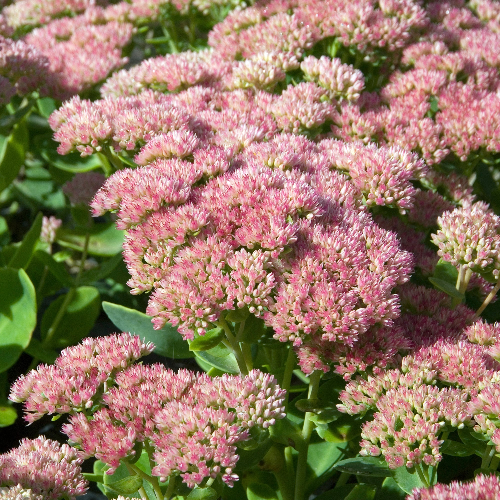 Bakker Sedum Carmen plante vivace pot 8cm rose
