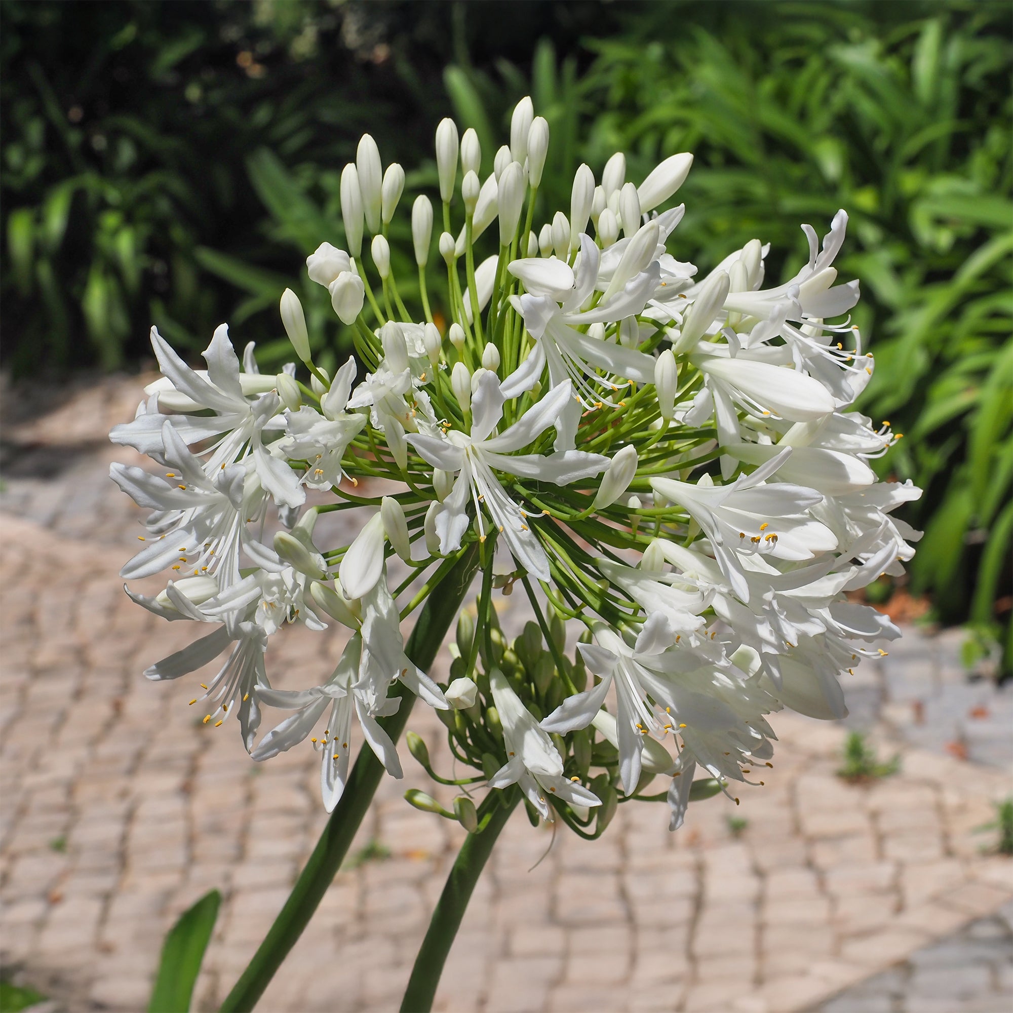 Bakker Plantes vivaces Agapanthe africaine blanche vivace pot 8cm
