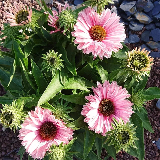 Echinacea Sunseeker Salmon échinacée pot 1 L rose saumon