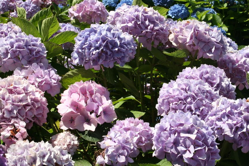 Les Hortensias du Haut Bois Madame Plumecoq hortensia rond