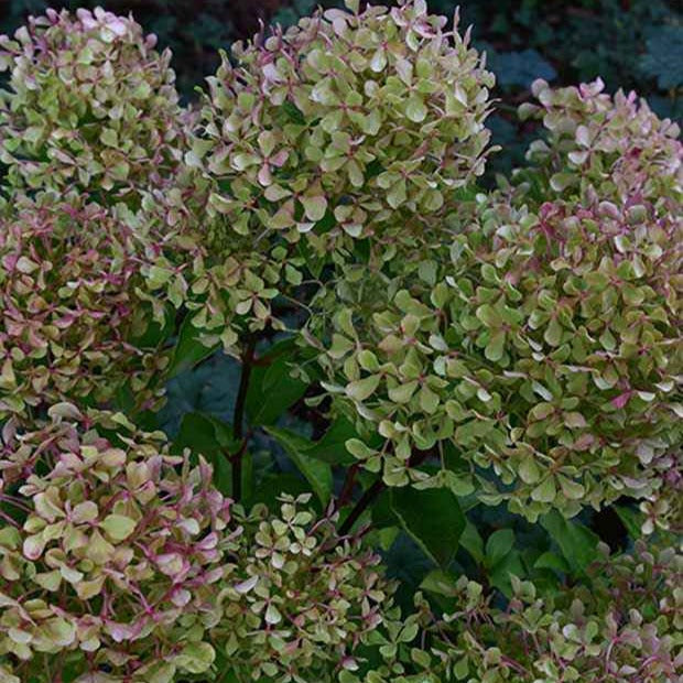Bakker Hortensia Romantic Ace arbuste pot 8cm blanc crème