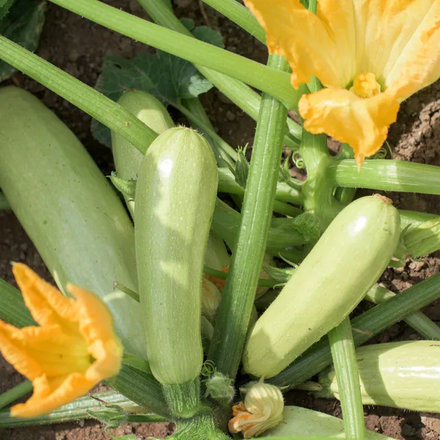 Bakker Plant Courgette Lorea légumes verts lot de 3