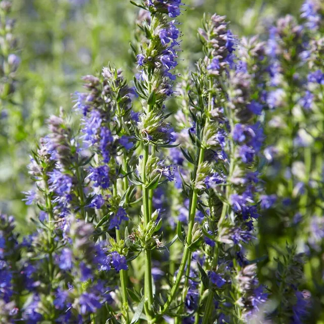 Bakker Potager Hysope Bio sachet 220 graines violet