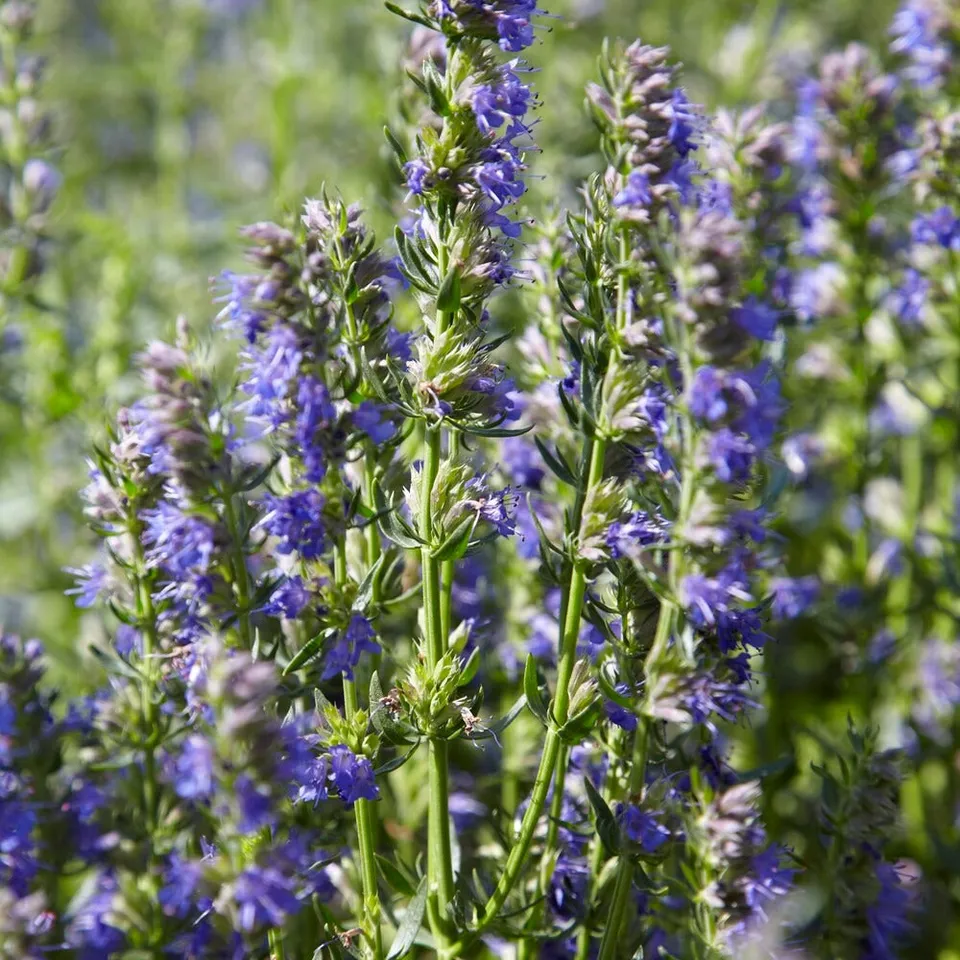 Bakker Potager Hysope Bio sachet 220 graines violet