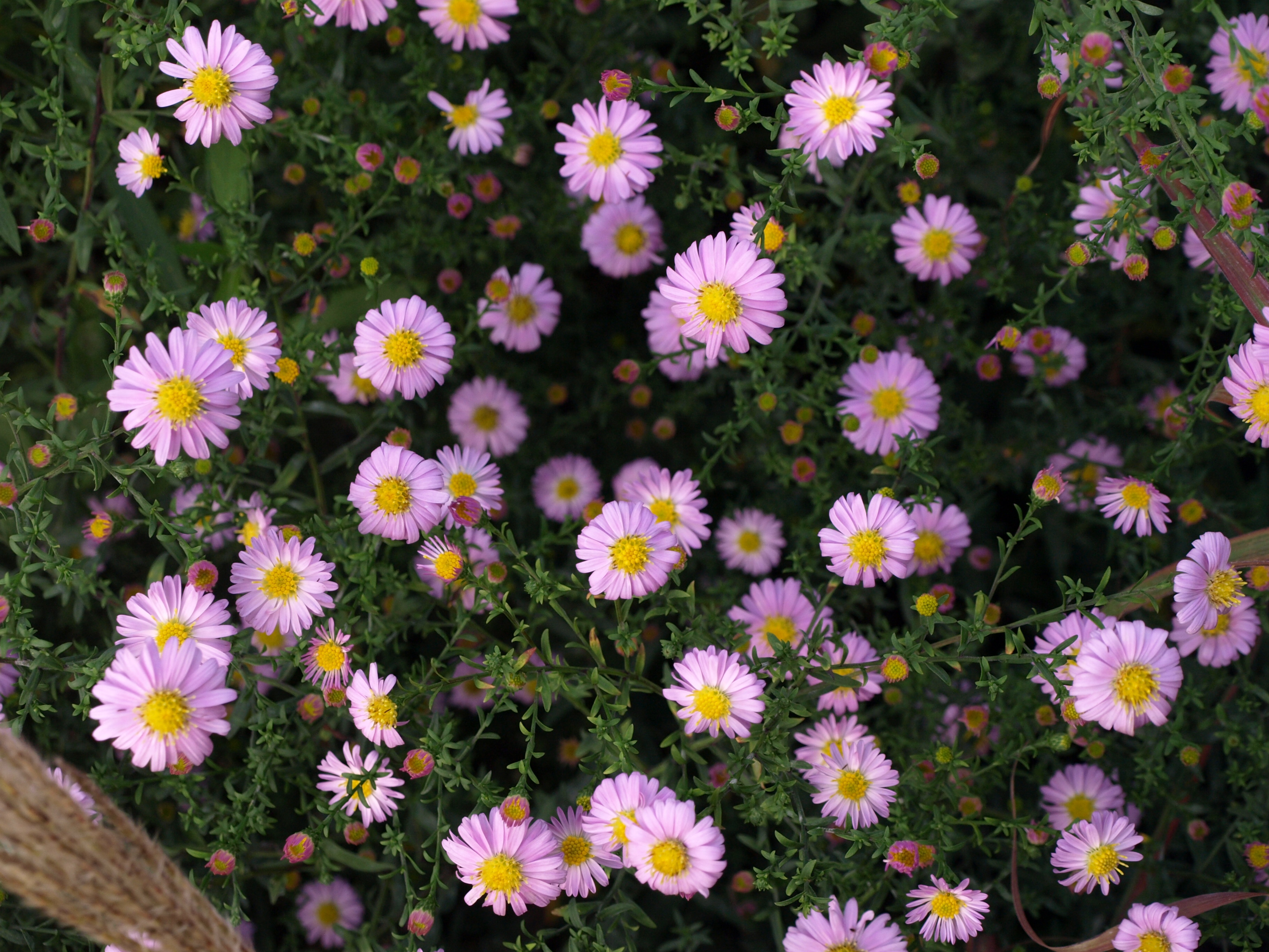 Passion Vivaces Aster Strawberry and Cream vivace godet rose