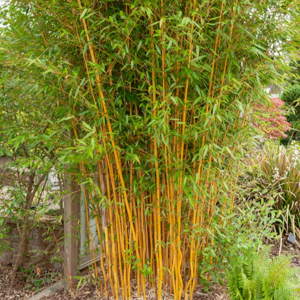 Bakker Bambou jaune traçant pot 2L 40-50cm