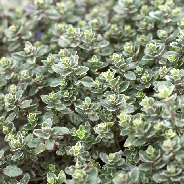 Bakker Thym citron Silver Queen plante aromatique pot Ø9cm