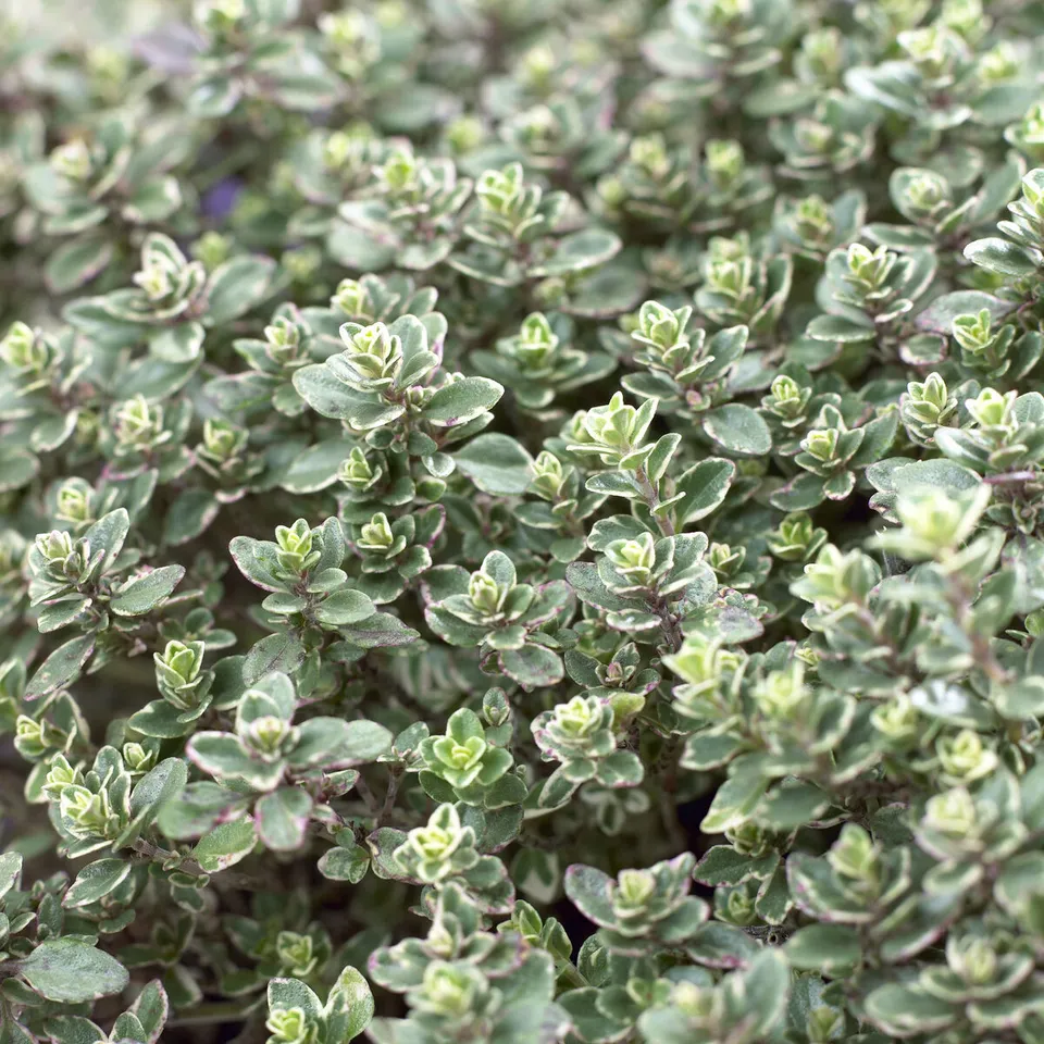Bakker Thym citron Silver Queen plante aromatique pot Ø9cm