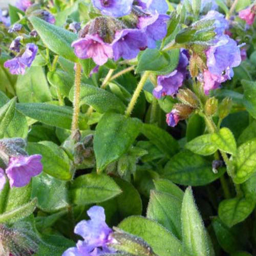 Bakker Pulmonaire Azurea plante vivace pot Ø9cm fleur bleue ombre