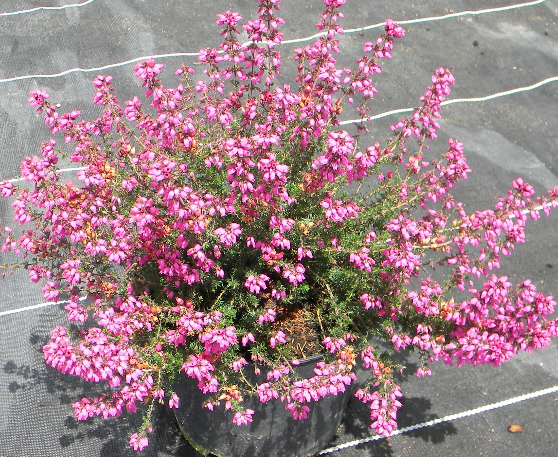 Pépinières Ripoche Erica cinerea Eason bruyère rose pourpre