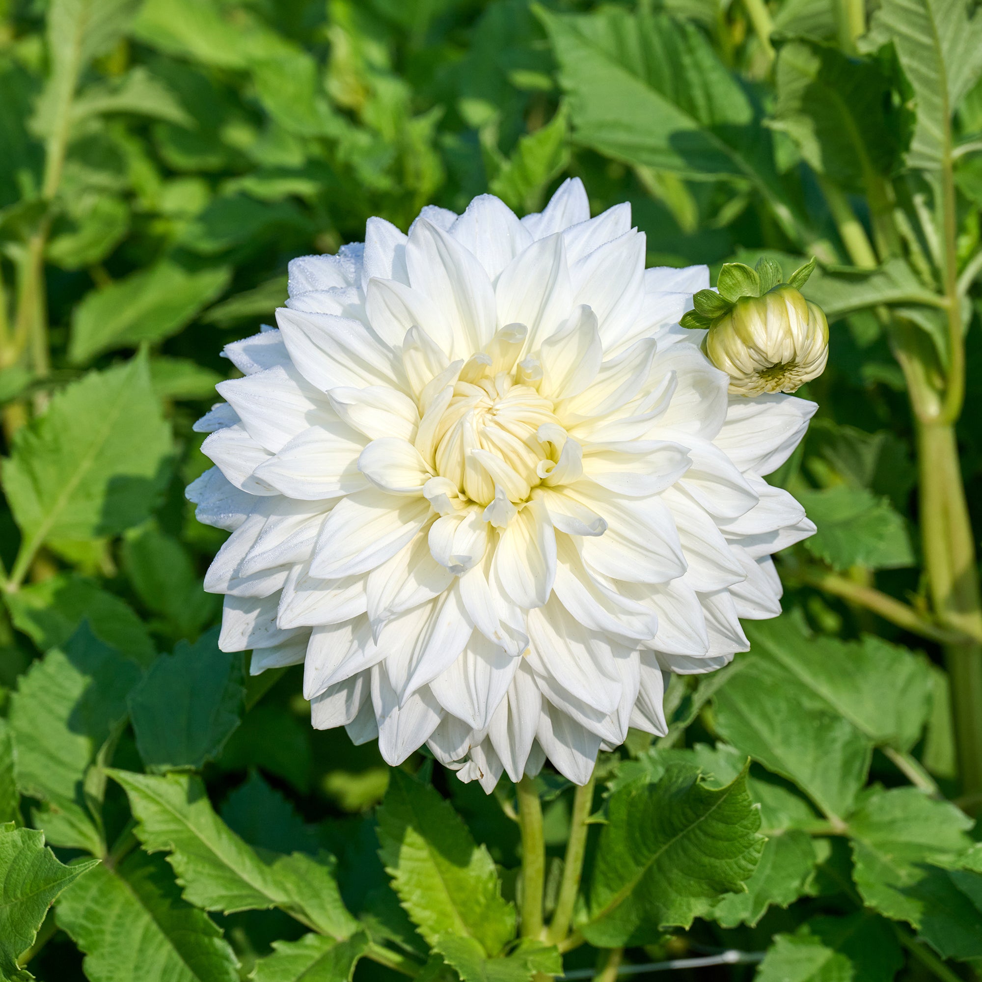 Bakker Dahlia Fleurel bulbe fleur sachet 3 géant blanc