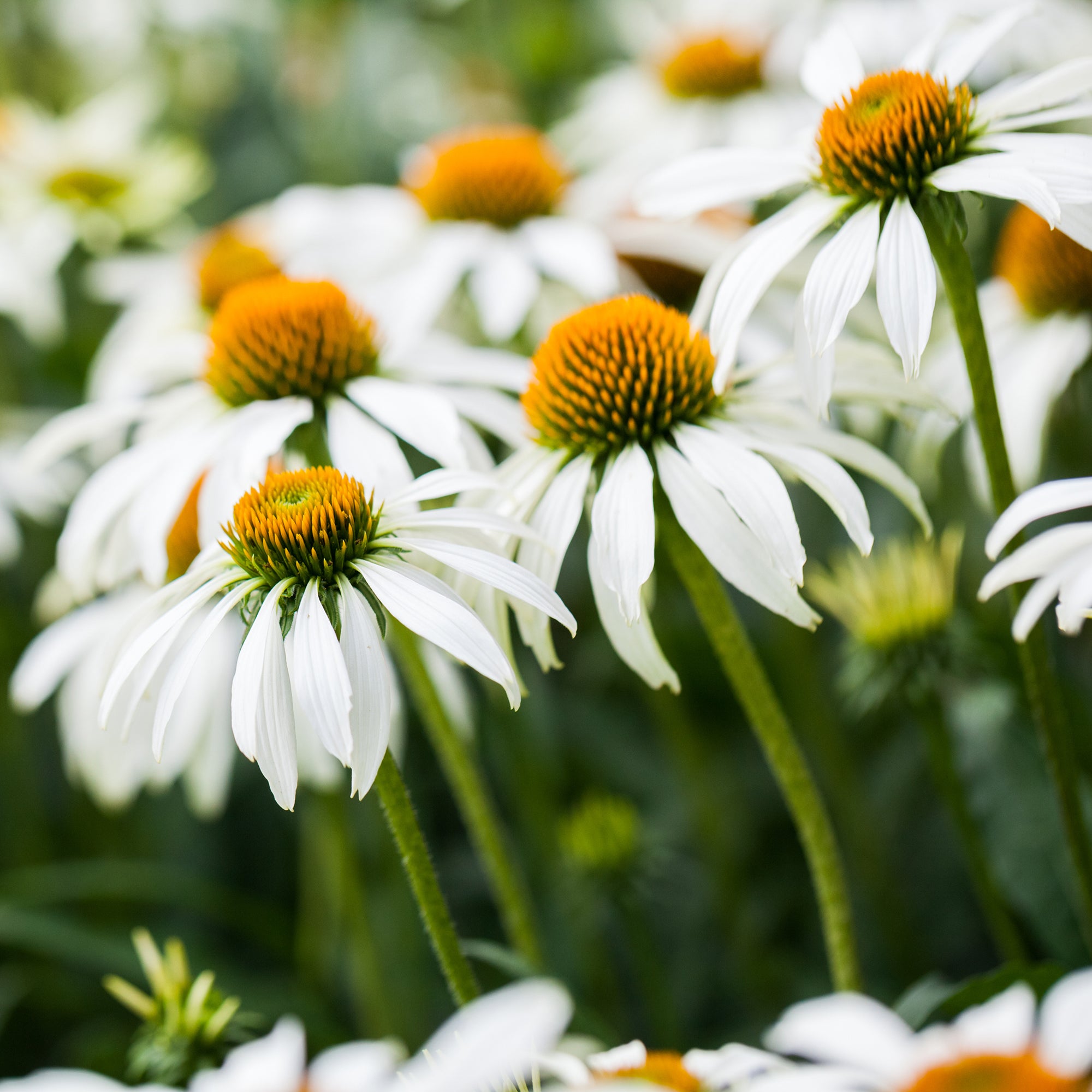 Bakker Plantes vivaces Vivaces fleurs blanches plante lot 3 pots