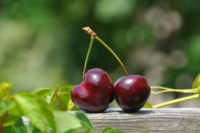 Michel Adam Big Rainier cerisier fruitier en godet