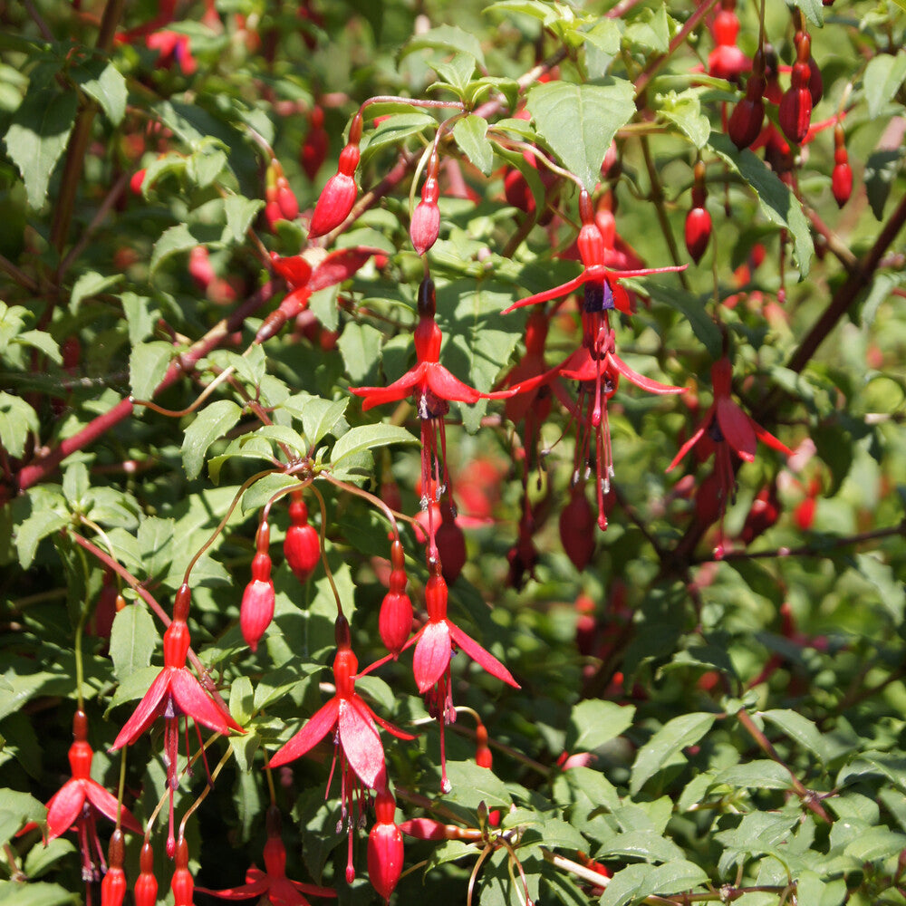 Bakker Fuchsia Riccartonii arbuste 3 pots Ø9cm fuchsia