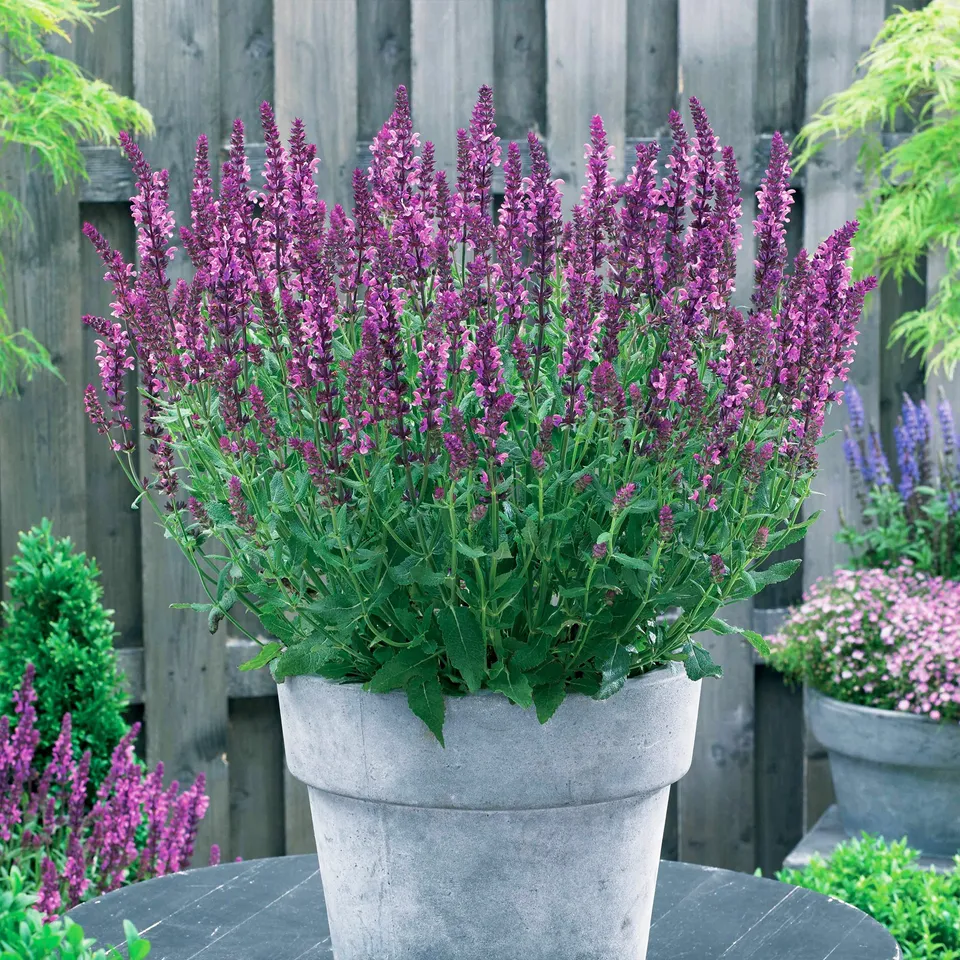 Bakker Vivaces Sauge des bois Friesland Pink vivace lot 3 racines