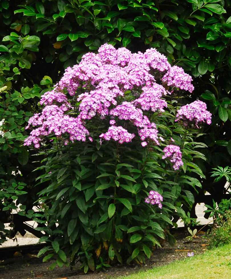 Bakker Phlox paniculé Laura vivace 3 pots Ø 9cm violet