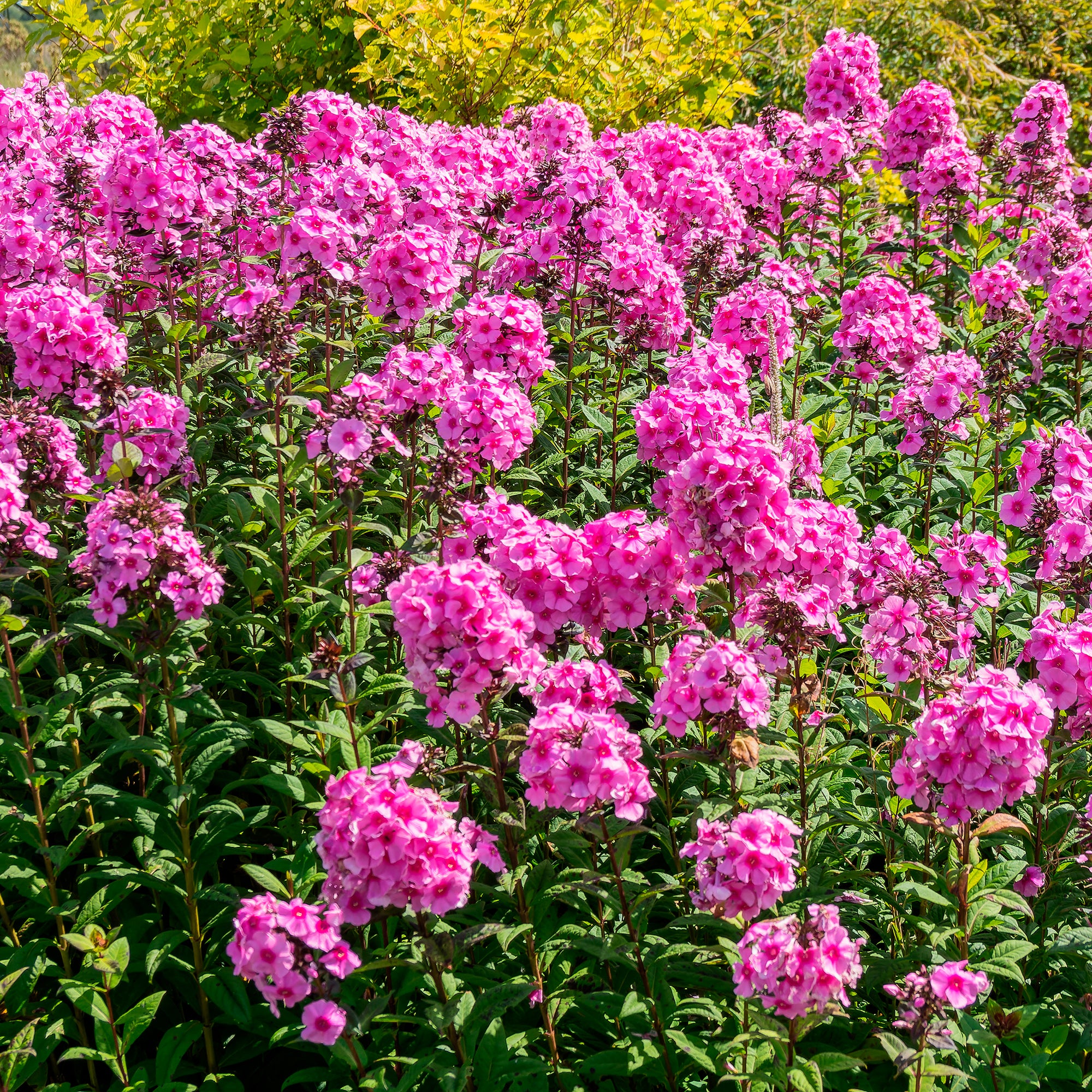Bakker Vivaces Phlox paniculé Eva Cullum fleur pot 9cm parfumé