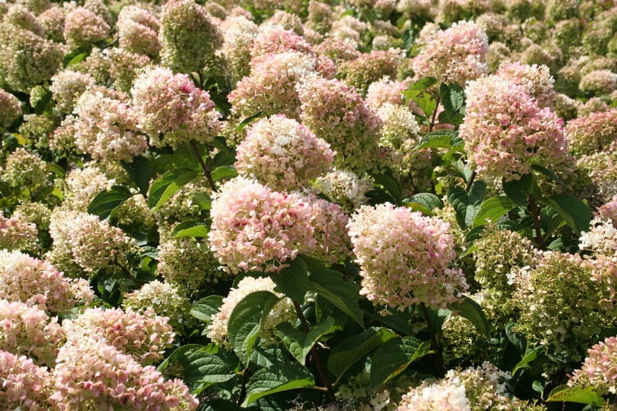 Les Hortensias du Haut Bois Silver Dollar hortensia paniculata