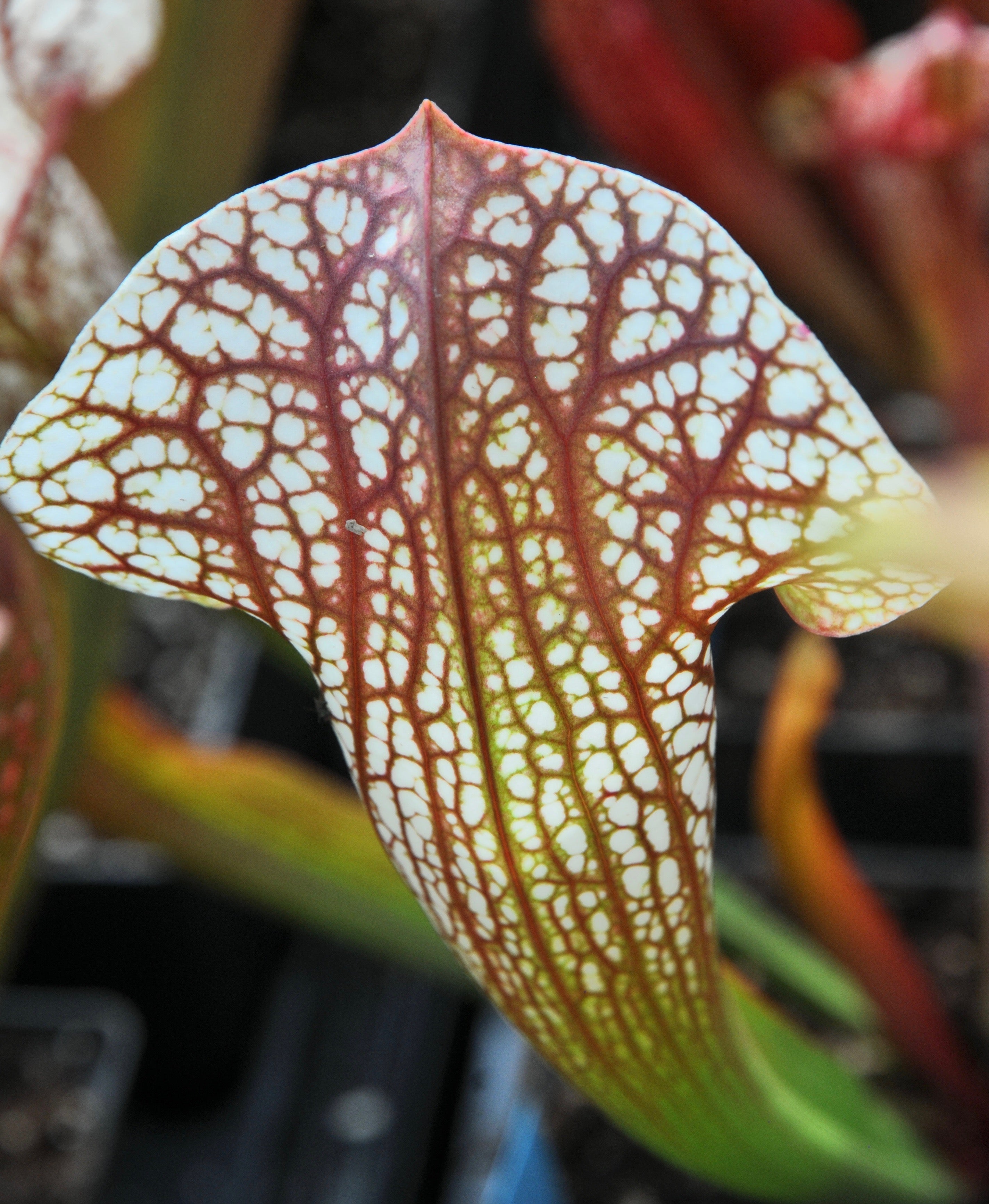 Carniflore Sarracenia Sky Watcher plante carnivore pot 11 cm