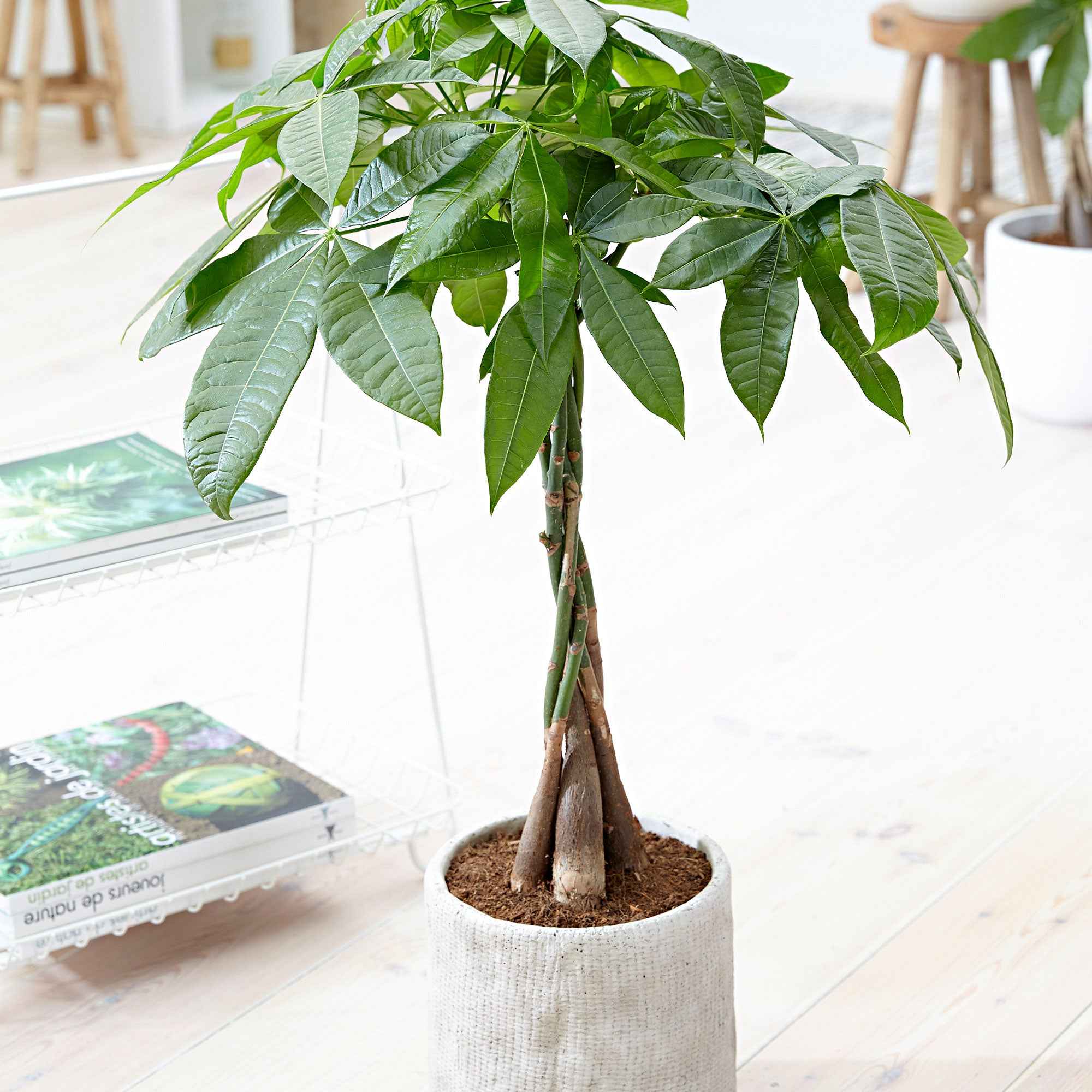 Bakker Pachira aquatica arbre à argent pot 21cm tressé