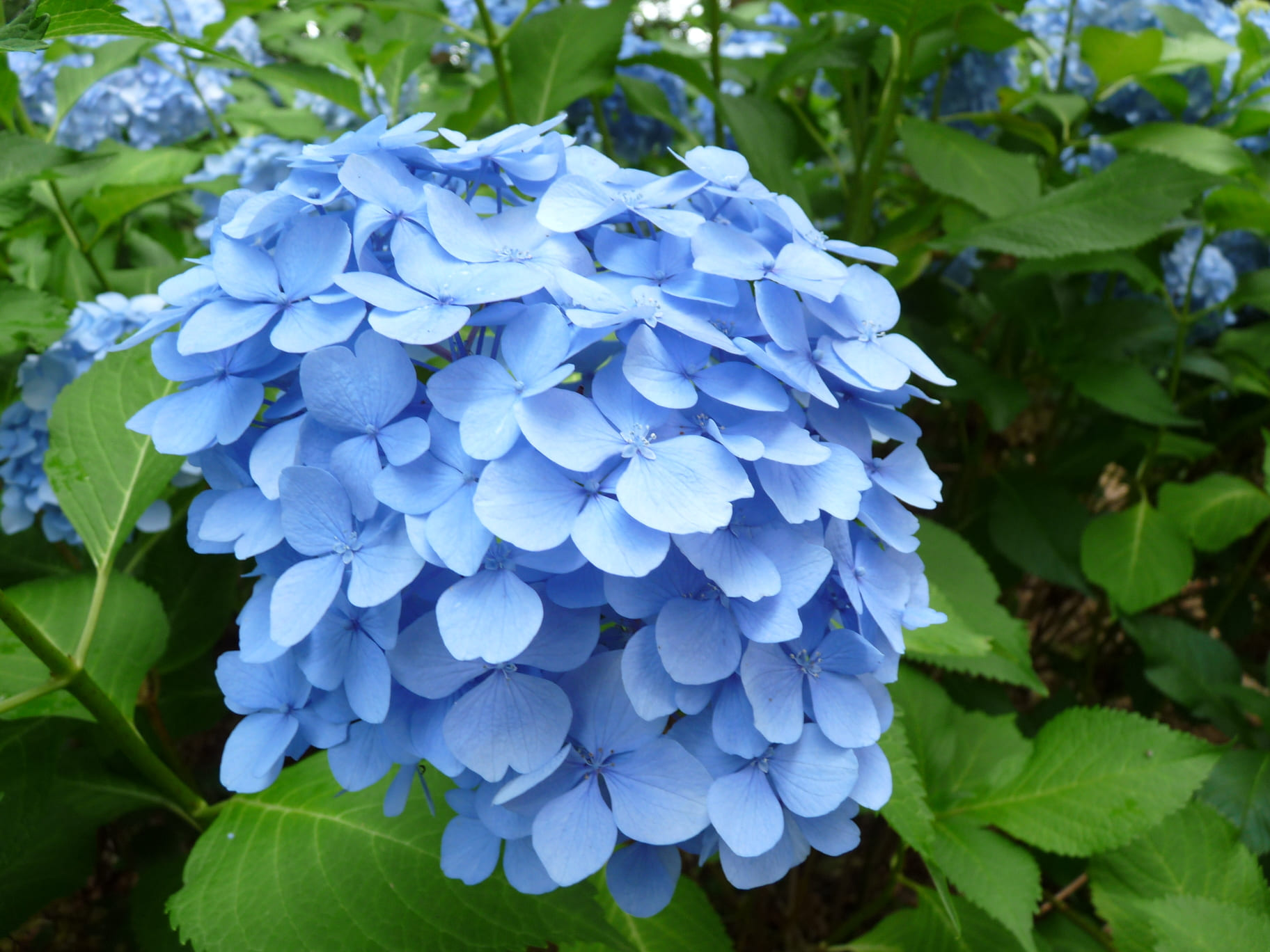 Les Hortensias du Haut Bois Wryneck hortensia rondes
