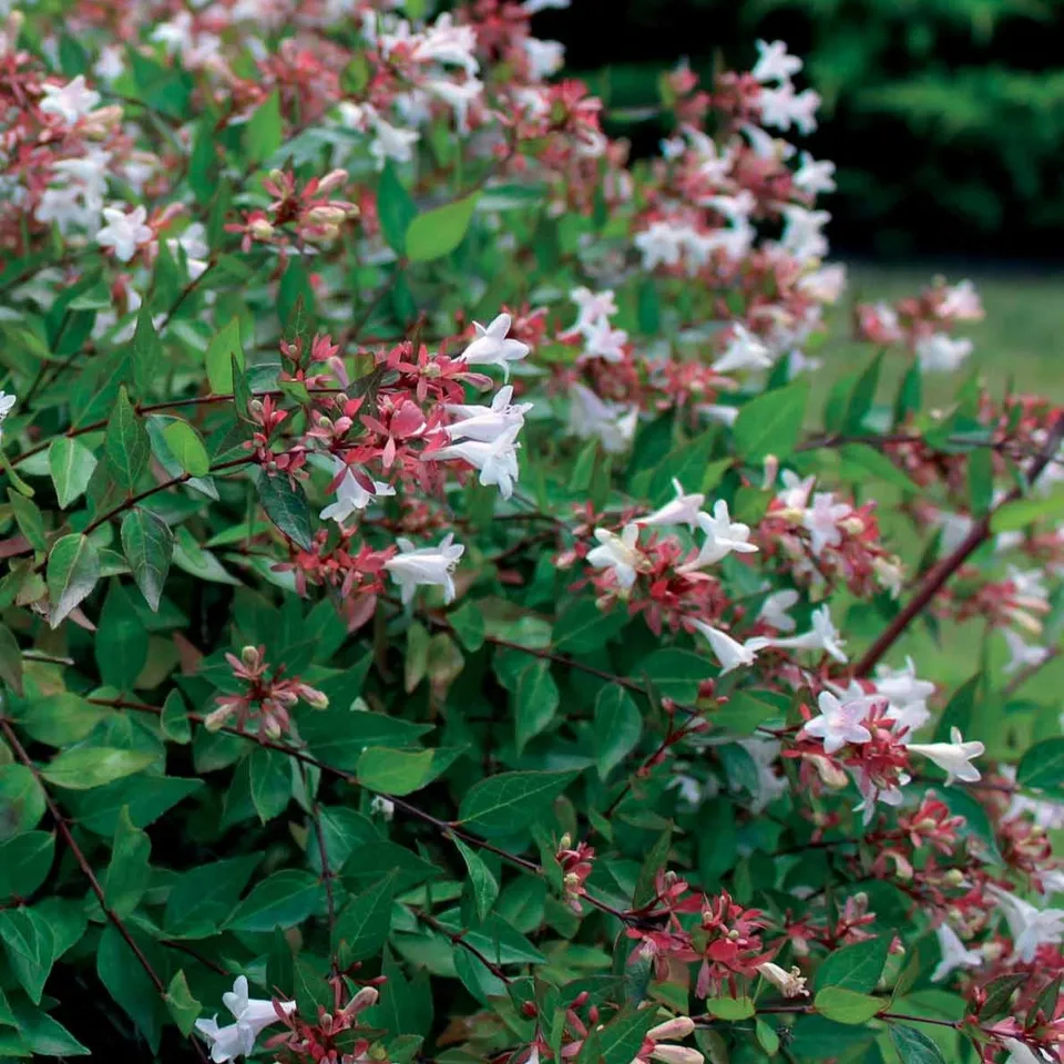 Bakker Grandiflora abélia blanc arbuste pot 2L