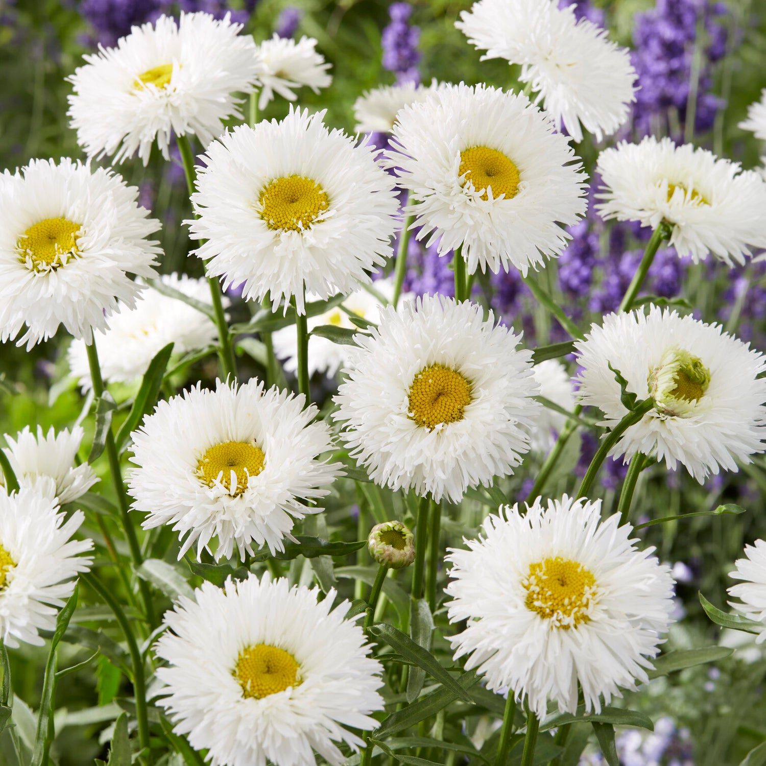 Bakker Marguerite d'été Laspider vivace pot Ø9cm fleurs blanches