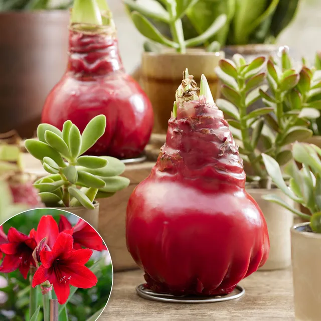 Bakker Gloss X Mas Red amaryllis cire rouge pièce