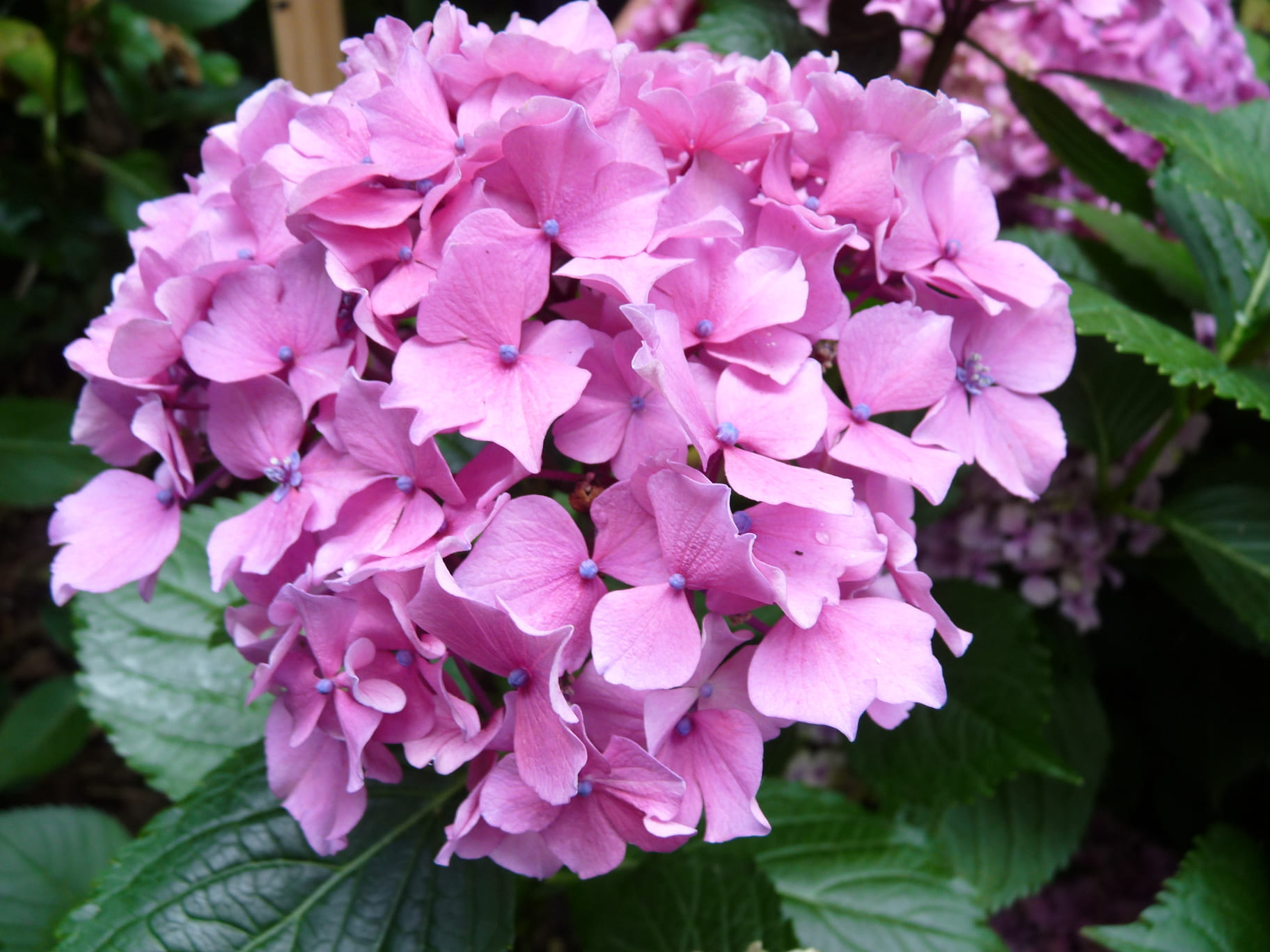 Les Hortensias du Haut Bois Vespa hortensia macrophylla fleurs rondes godet