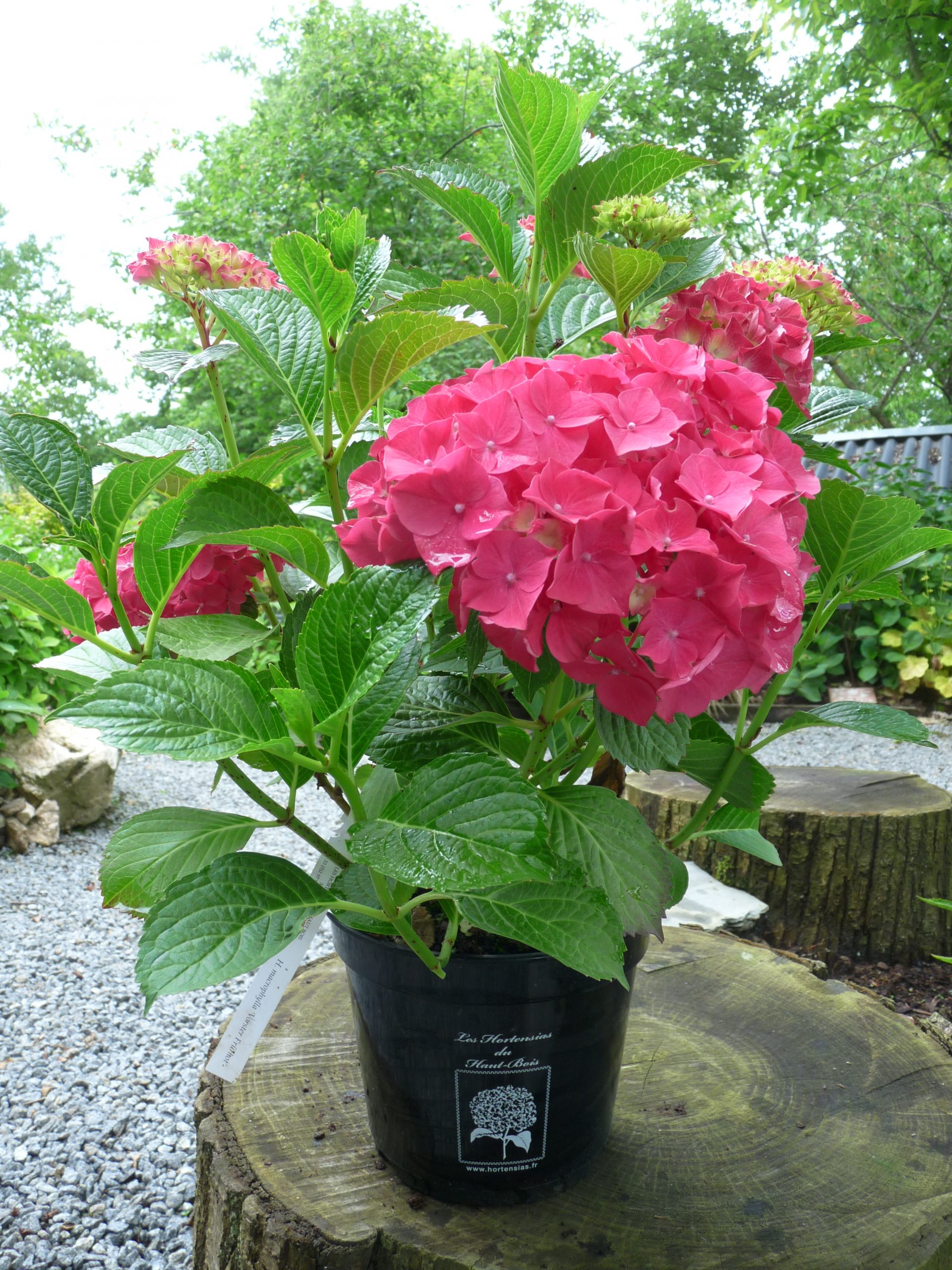 Les Hortensias du Haut Bois Vorster Frührot Hydrangea macrophylla rouge