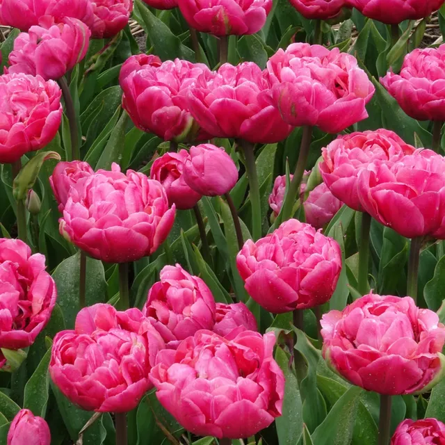 Bakker Tulipe Amazing Grace double fuchsia 7 bulbes