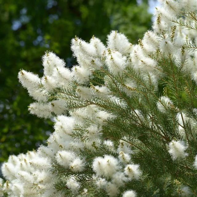 Bakker Arbre à thé Melaleuca arbuste pot 9cm blanc