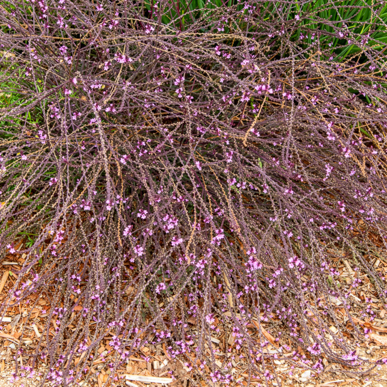 Bakker Verveine officinale Bampton violette pot 8cm