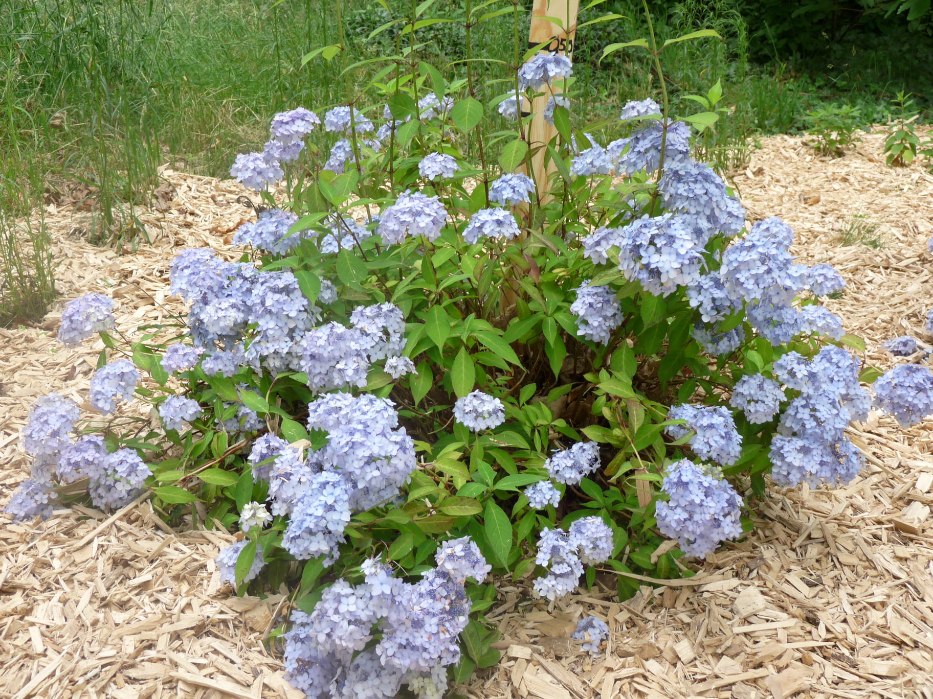Les Hortensias du Haut Bois Belladone hortensia serrata godet