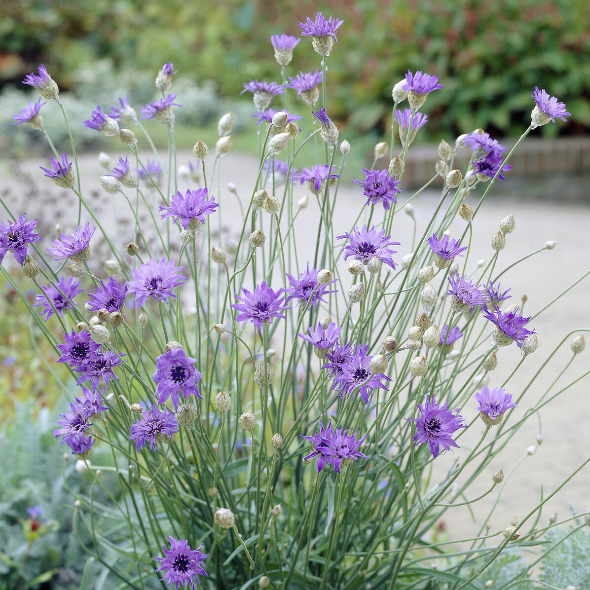 Bakker Cupidone catananche bleue pot Ø9cm sol sec
