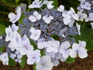 Les Hortensias du Haut Bois Mariesii hortensia dentelle blanche