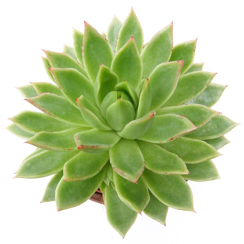Bakker Echeveria Agavoides plante grasse pot 12cm
