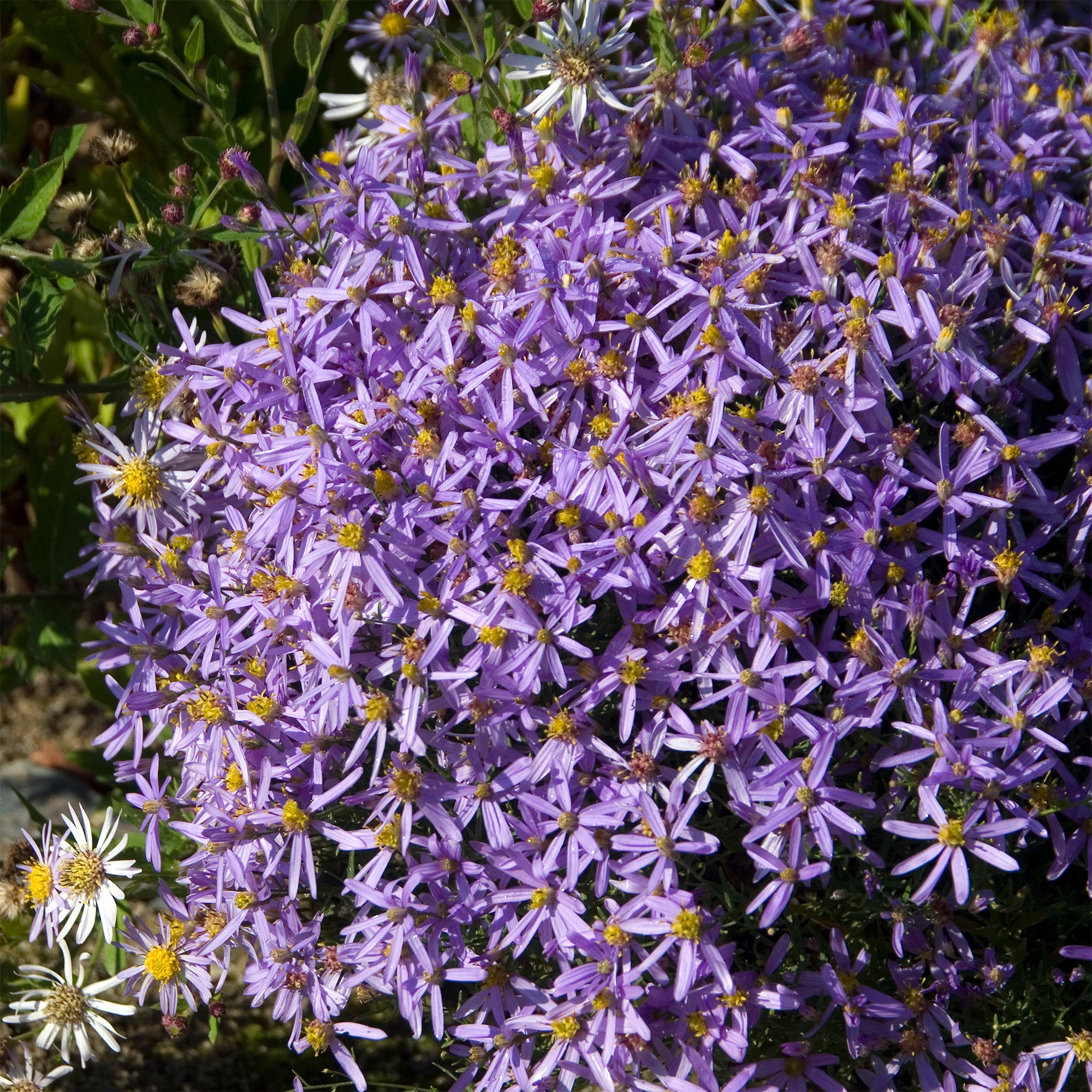 Bakker Aster sedifolius Nanus vivace pot 9cm violet automne