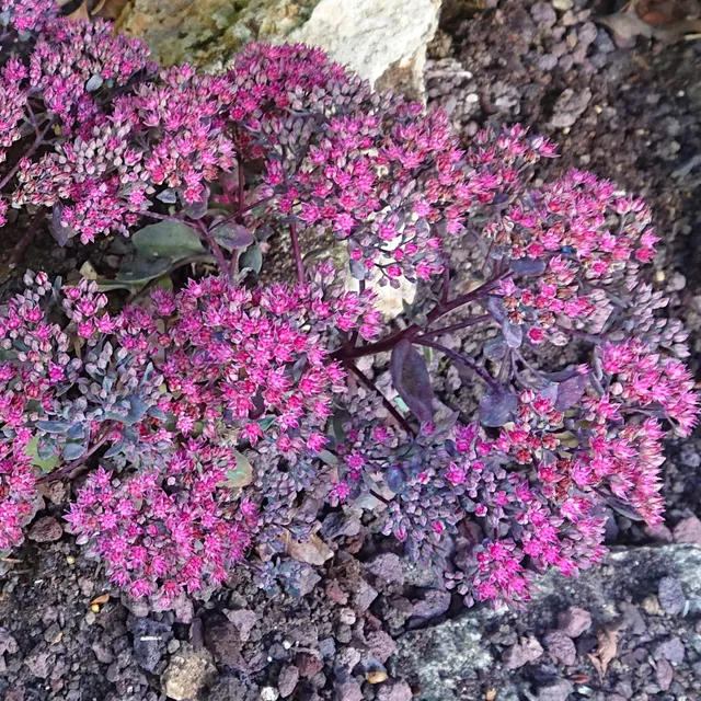 Passion Vivaces SEDUM cauticola Rocky orpin pot 1 litre rose