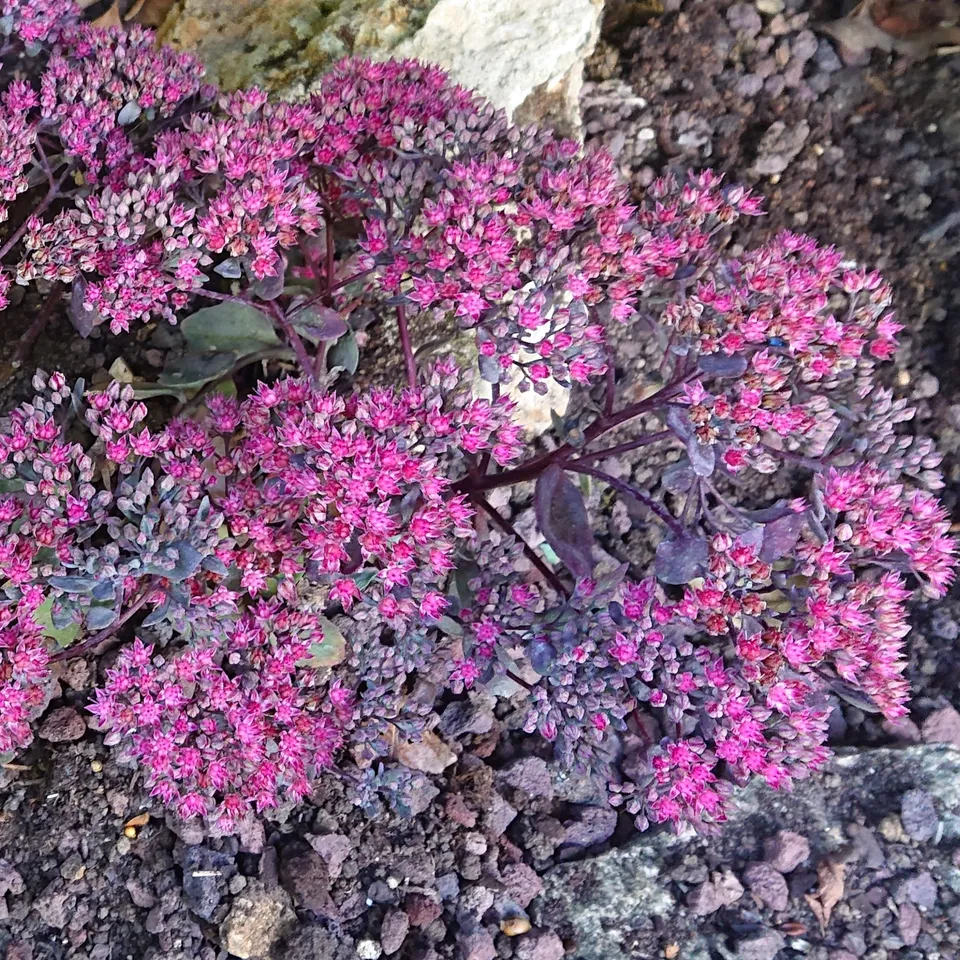 Passion Vivaces SEDUM cauticola Rocky orpin pot 1 litre rose