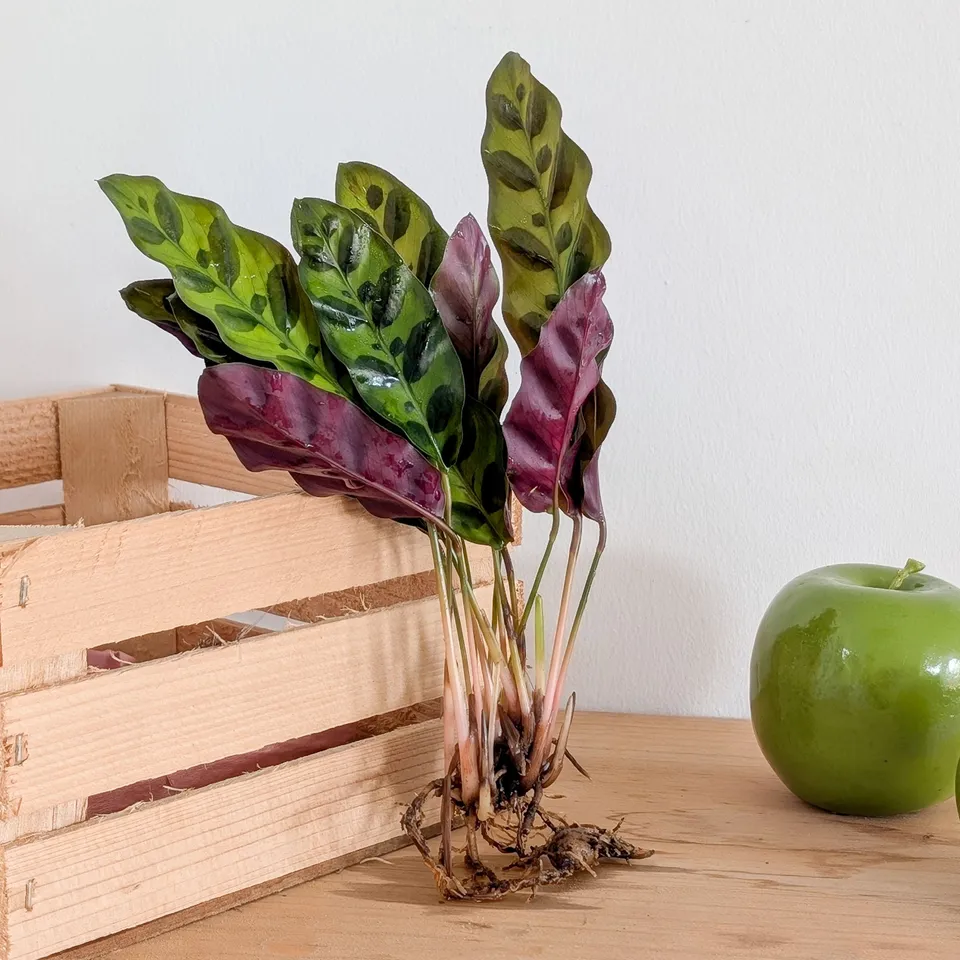 Bakker Calathea Insignis plante d'intérieur racine nue 10-20 cm