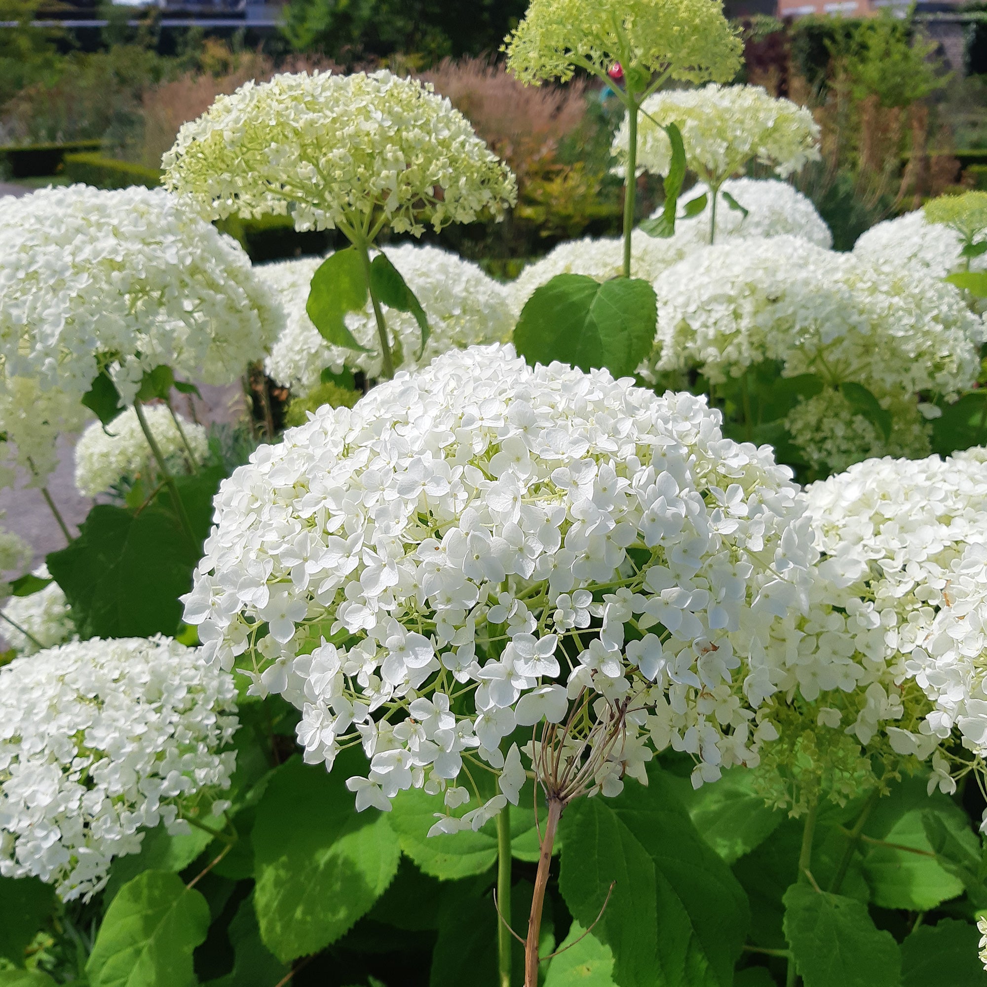 Bakker Strong Annabelle hortensia blanc pot 3L tiges rigides