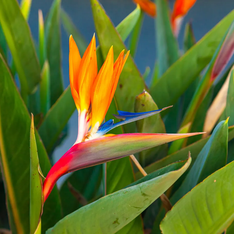 Bakker Oiseau du paradis Strelitzia plante intérieur pot 1L orange