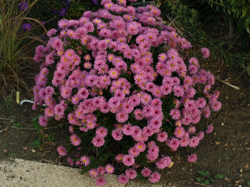 Passion Vivaces Aster dumosus Marjorie plante vivace godet rose vif