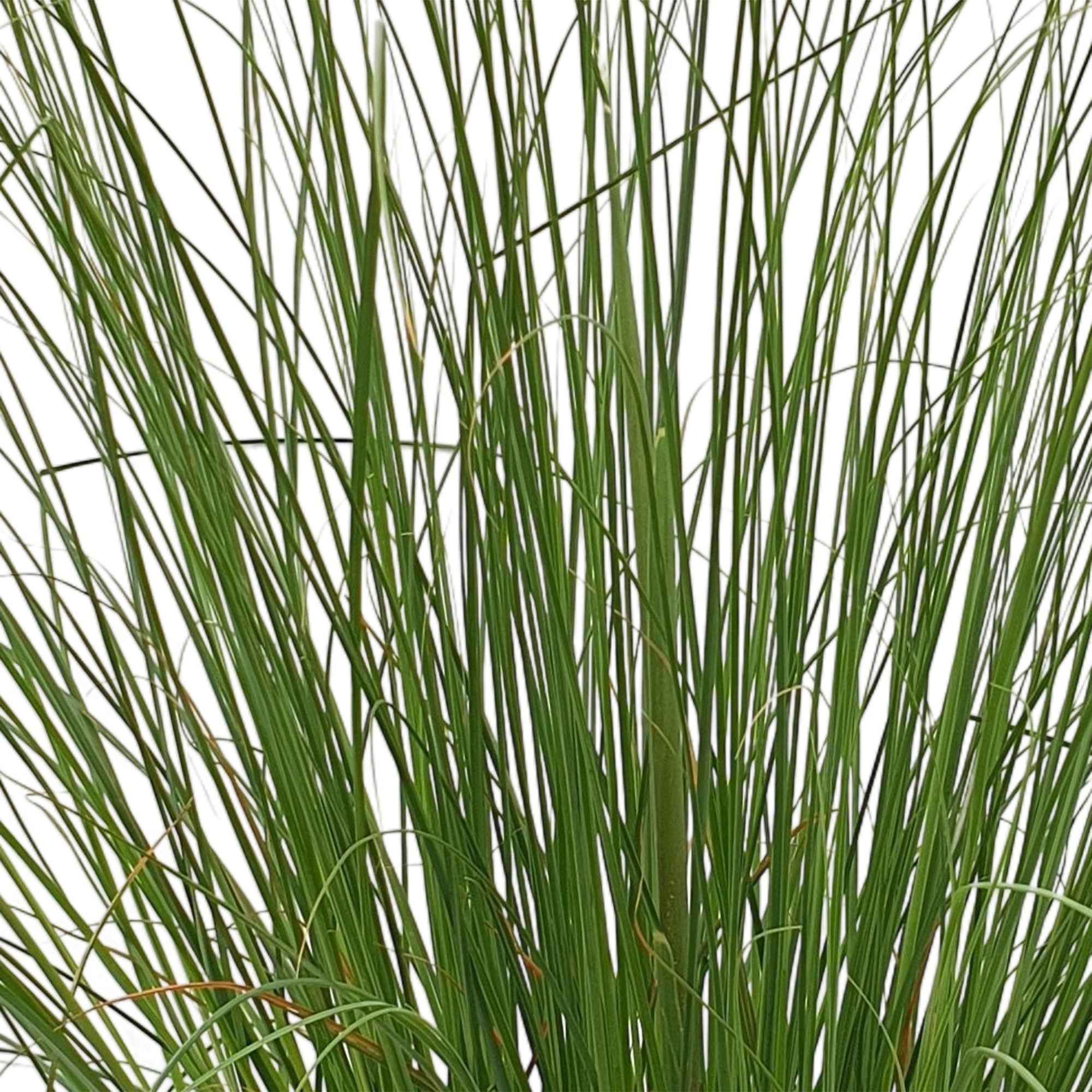 Bakker Herbe de la pampa Evita plante pot Ø12cm