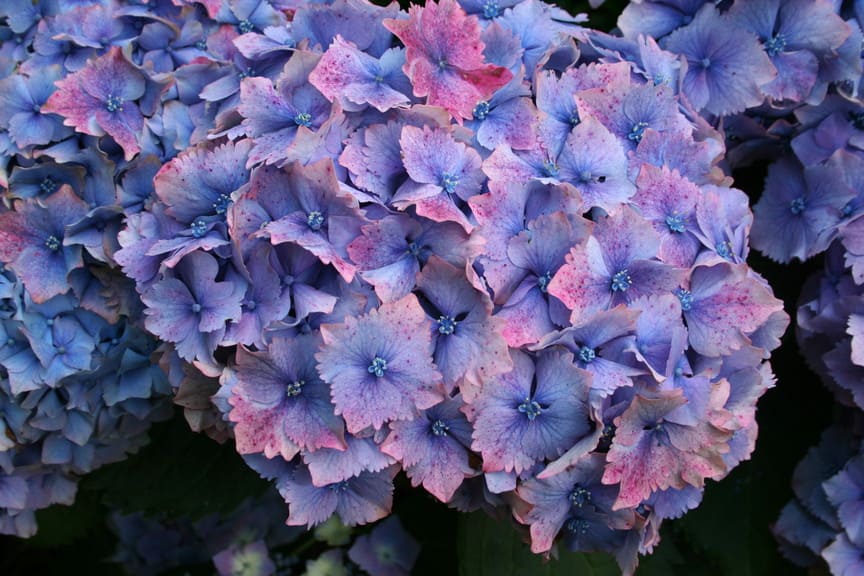 Les Hortensias du Haut Bois Altona hortensia fleurs rondes rose