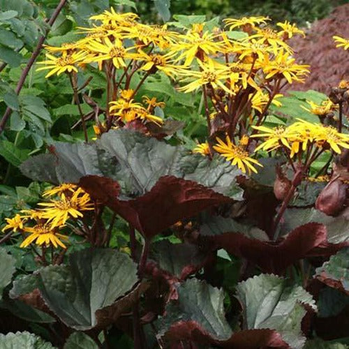 Bakker Ligulaire Britt Marie Crawford plante vivace pot 9cm ombre