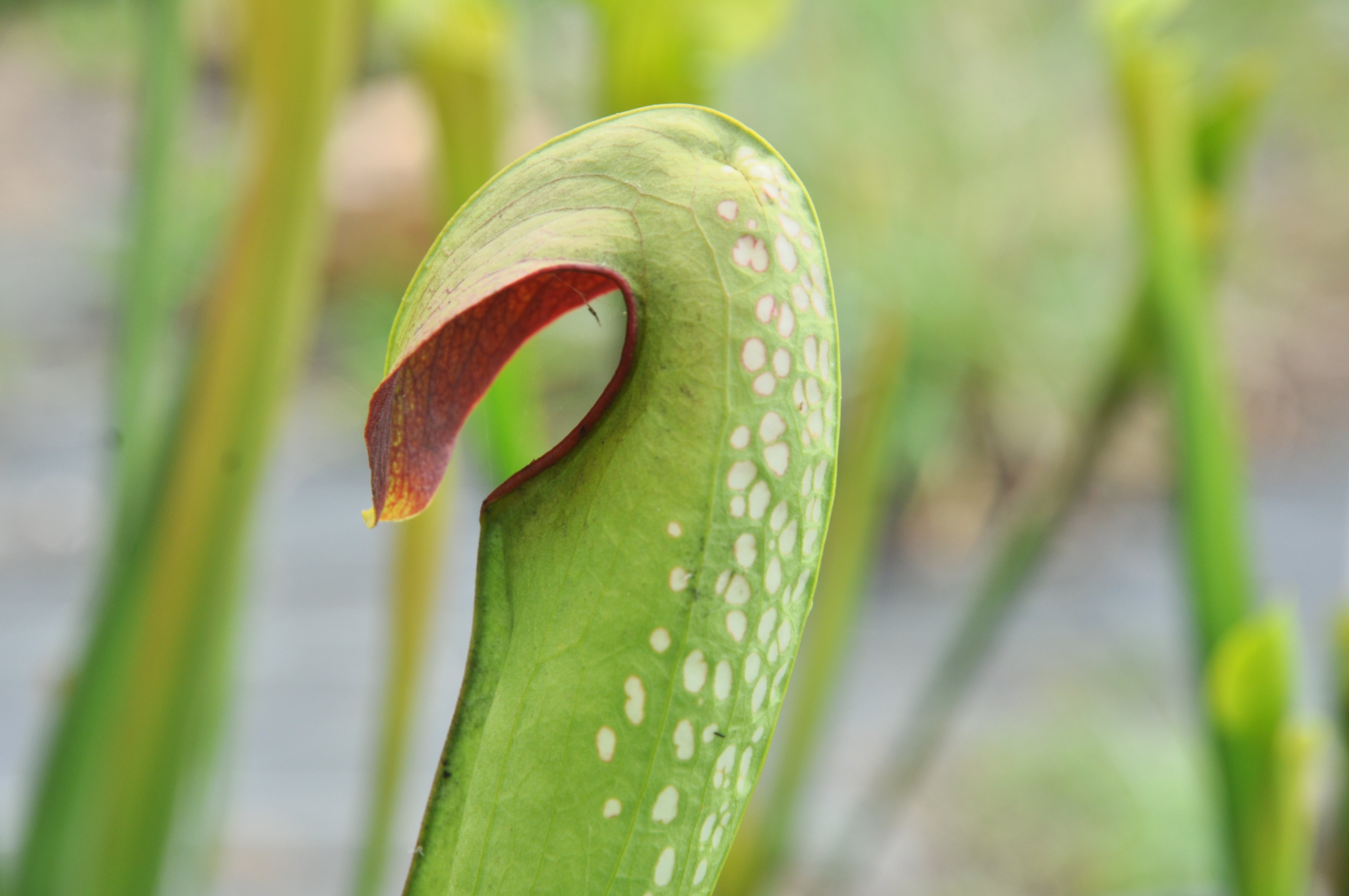 Carniflore Sarracenia minor okefenokeensis plante carnivore 1 point