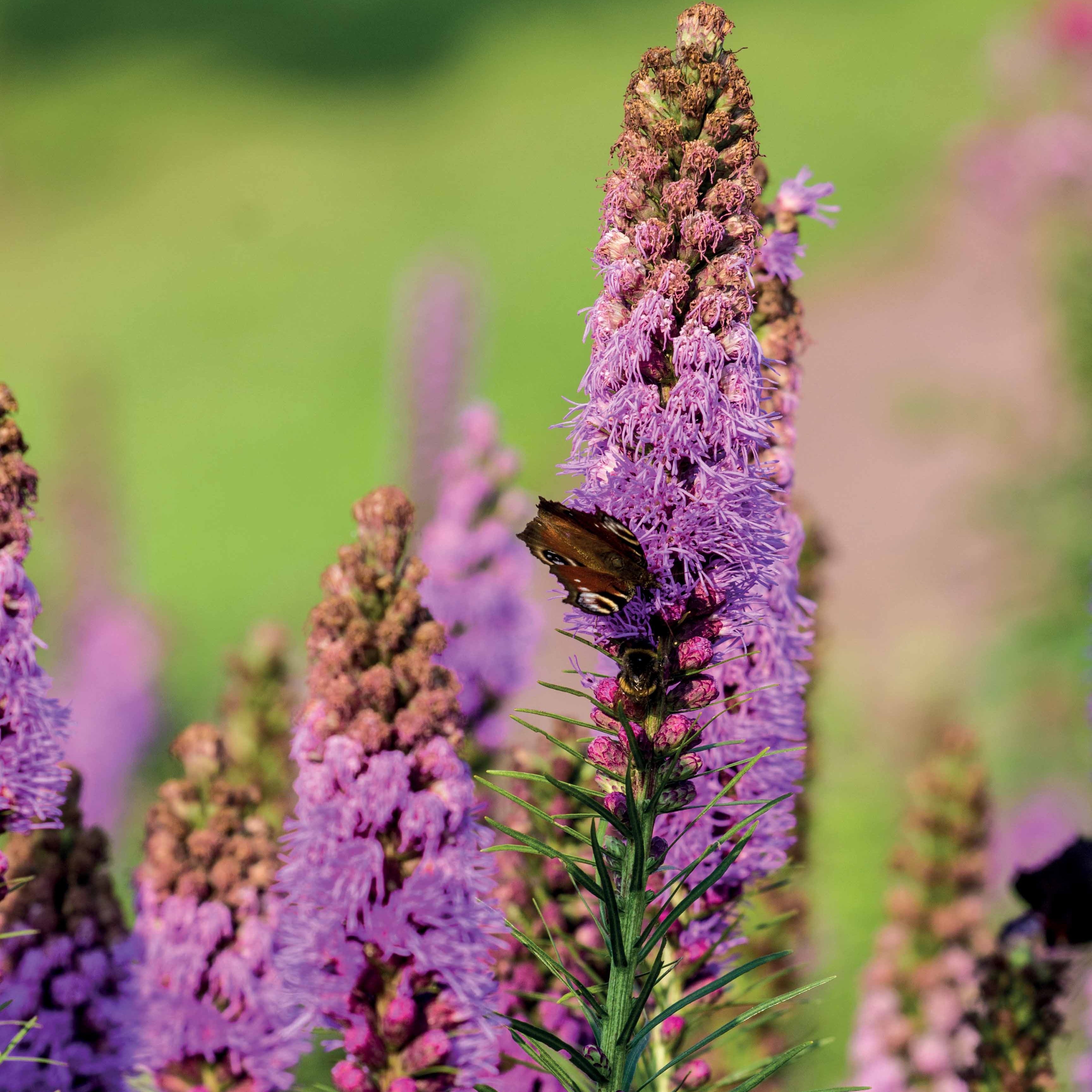 Bakker 25 Plumes du Kansas Liatris bulbes violets sachet 25 pièces
