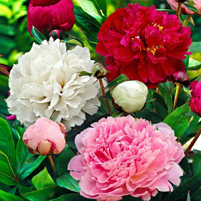Bakker Pivoines Immaculée Sorbet Red Charm 3 racines